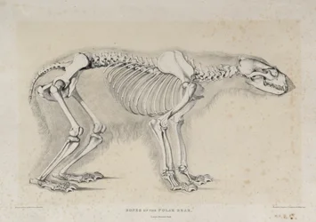Bones of the Polar Bear